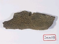 藏品(鱉背甲骨板化石)的圖片